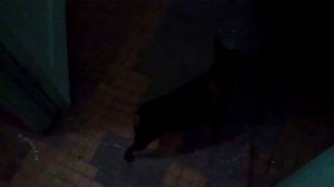 УТРЕННИЙ ВЫХОД ГУЛЯТЬ БЕЗ ЛАЯ НА ВЕСЬ ПОДЪЕЗД