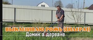 Выкашивая рожь (сидерат)