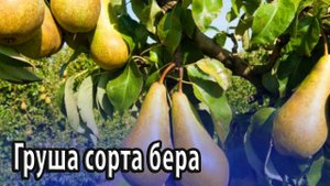 Груша сорта бера особенности посадки, выращивания сочных плодов от урожайных деревьев