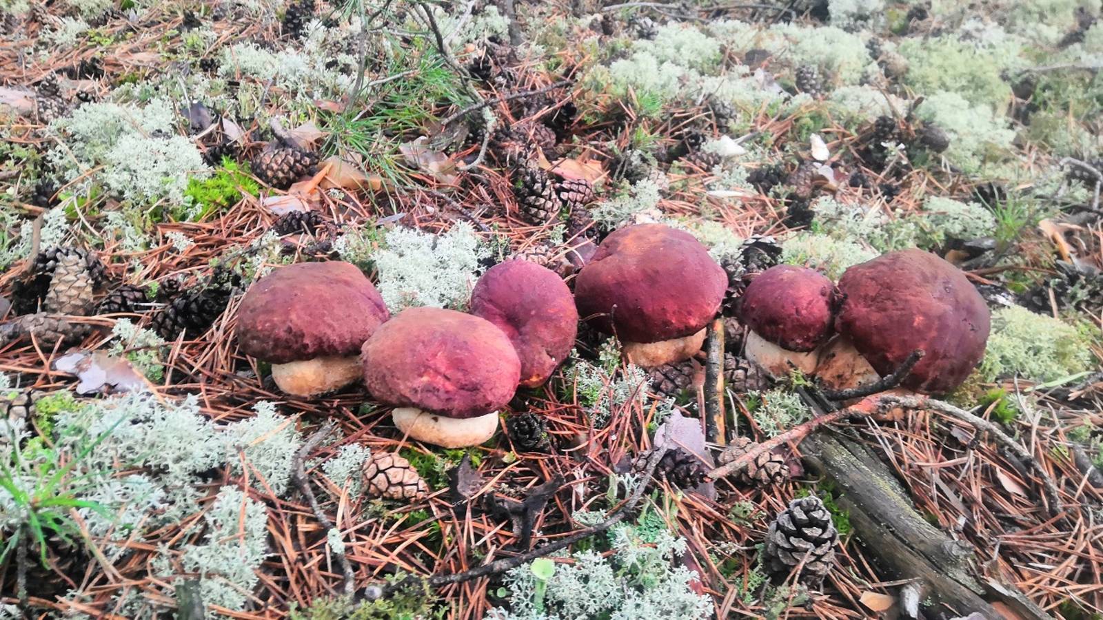 Сбор сосновых боровиков . Вечерняя прогулка по августовскому лесу смотреть онлайн