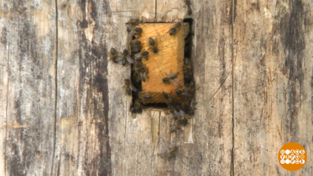 Бурзянские пчелы: на работу - всем семьей! Доброе утро. Фрагмент выпуска от 29.08.2025
