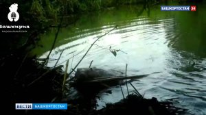Фотоловушка нацпарка «Башкирия» сняла, как бобер восстанавливает плотину
