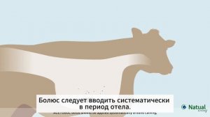 Ацетоболь для хорошего начала лактации