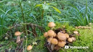 Ура! Сезон опят открыт! 29 августа.