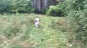 маламут Балто. Каменск-Уральский