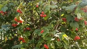 Нужно всего лишь  приловчиться✔️/Ну... Нормалёк ведь❗☺️