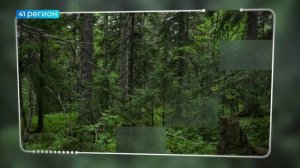 ФОТО С ЭКСПЕДИЦИИ ПО ИССЛЕДОВАНИЮ ХВОЙНЫХ ЛЕСОВ КАМЧАТКИ ОТ УЧЕНЫХ КАМГУ • ФОТО ФАКТ