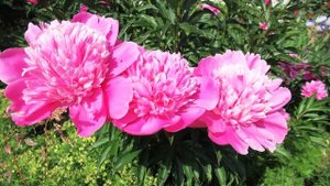 Чем подкармливаю пионы во время цветения