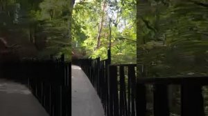 Дорога в долину роз от Ирины 29.08.25.