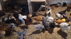 29-08-2025 Моя деревенская жизнь