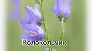 урок 8.3 Слайд шоу с маской Matte.mp4