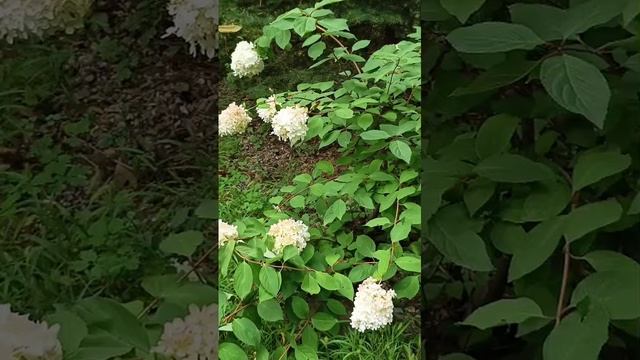 Как различить Гордыню и самоценность ?