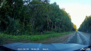 Лесные "консьержи".