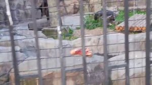 Львы Минскзоо 28.08.2025 Видео от опекуна Светланы