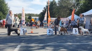 13.07.2025, СПб. Клуб "Триумф-1" (РКФ, РФСС). Выставка собак САС 3 группы FCI