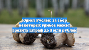 Юрист Русяев: за сбор некоторых грибов может грозить штраф до 3 млн рублей