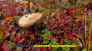 Юрист Георгиева назвала грибы, за сбор которых грозит наказание