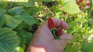 Последние денечки Лета🌻Осень торопится🍁