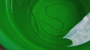 Волосатик. Конский волос