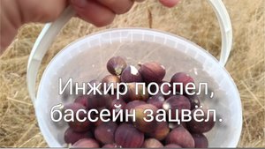 Августовское. Франция после засухи.