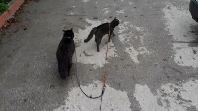 Слайд-шоу. Кошачьи прогулки.