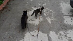 Слайд-шоу. Кошачьи прогулки.