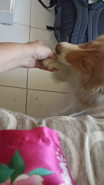 Бордер-колли в Уреки 10.07.2025