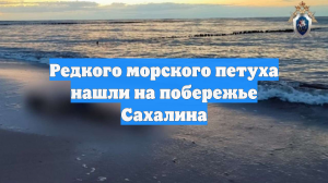 Редкого морского петуха нашли на побережье Сахалина