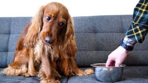 Кинолог назвал причины рвоты у собаки