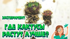 Секрет МОЩНЫХ корней у кактуса! В какой грунт сажать, чтобы он рос? Сравнение 4 субстратов.