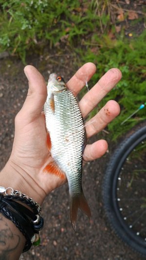 Рыбалка с берега на поплавок