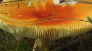 Время сбора грибов (4)