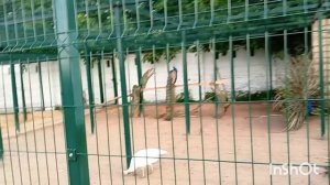 Приглашаю вас на прогулку 🌹❤️🌹