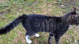 Гуси 🪿 у воды. Субъективный взгляд на гусей