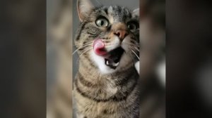 Наш TG https://t.me/liveofcats