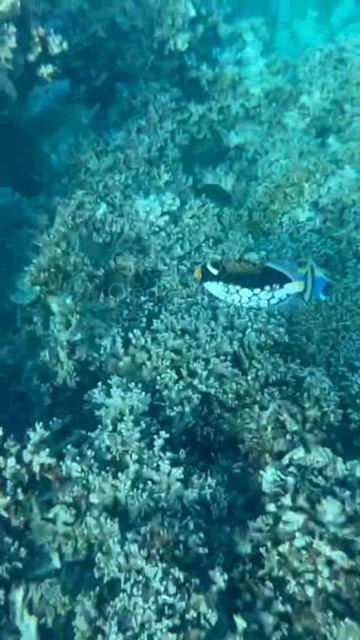 Мальдивы. Maldives. 马尔代夫。 смотреть онлайн