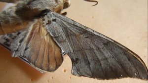 БРАЖНИКИ: 562. Polyptychus andosa