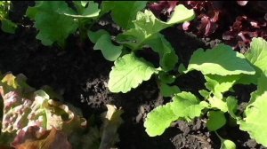 Салаты в конце августа