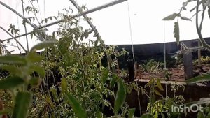 /что растёт на даче в конце августа/обзор огород/