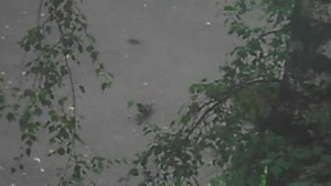 Пасмурно. Голубь на атостоянке. DSCN6673