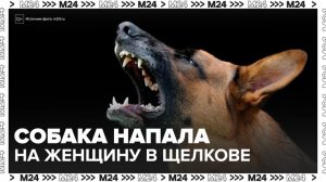 Бойцовская собака напала на женщину с сиба-ину в Щелкове - Москва 24