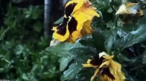 песня о любви Анютины глазки.