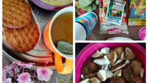 28.08 2025. эпизоды дня. завтрак. покупки. грибы.