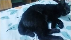 моя кошка агрессивная