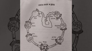 Пульс различных органов. 7 и 1 уровни пульса. Кала. Связь Кала и Дош.