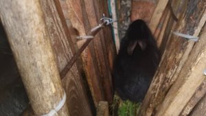 Вот они, домашние зайцы)))