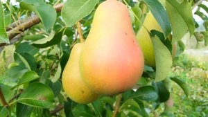 груша осенний сорт Алёнушка