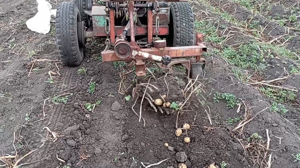 СМТ Скорпион в работе. Выкапываем картофель самодельной копалкой. Не бывалый урожай картофеля. смотреть онлайн