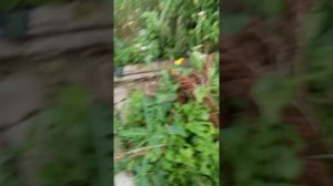 дружелюбный сосед человек паук 1 серия