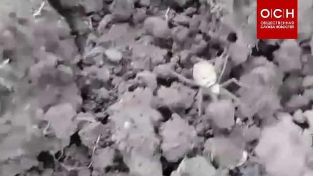 Ядовитые пауки-осы расширили ареал обитания до Сибири, Урала и Курганской области.